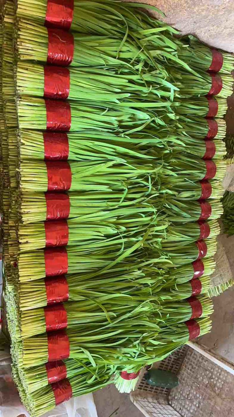 韭菜大量上市，品质好，一手货源稳定供应