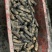 洪湖粉藕
