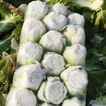 精品大白菜继续走货中
