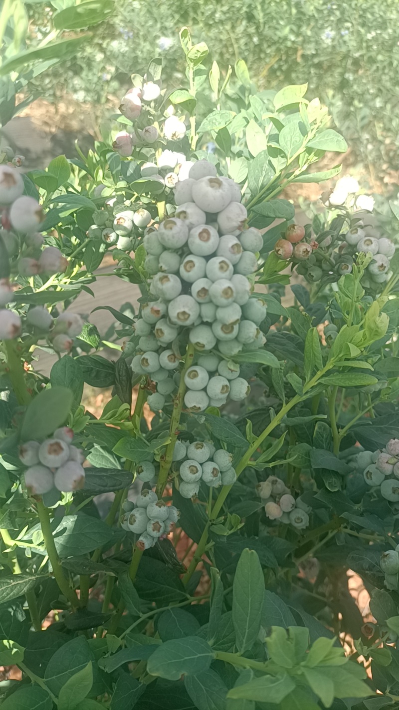 云南高山蓝莓