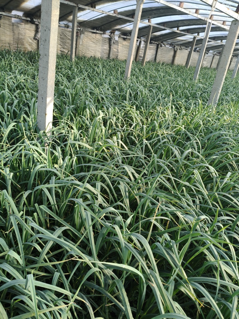 蒜苗红苗通货
