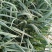 蒜苗红苗通货
