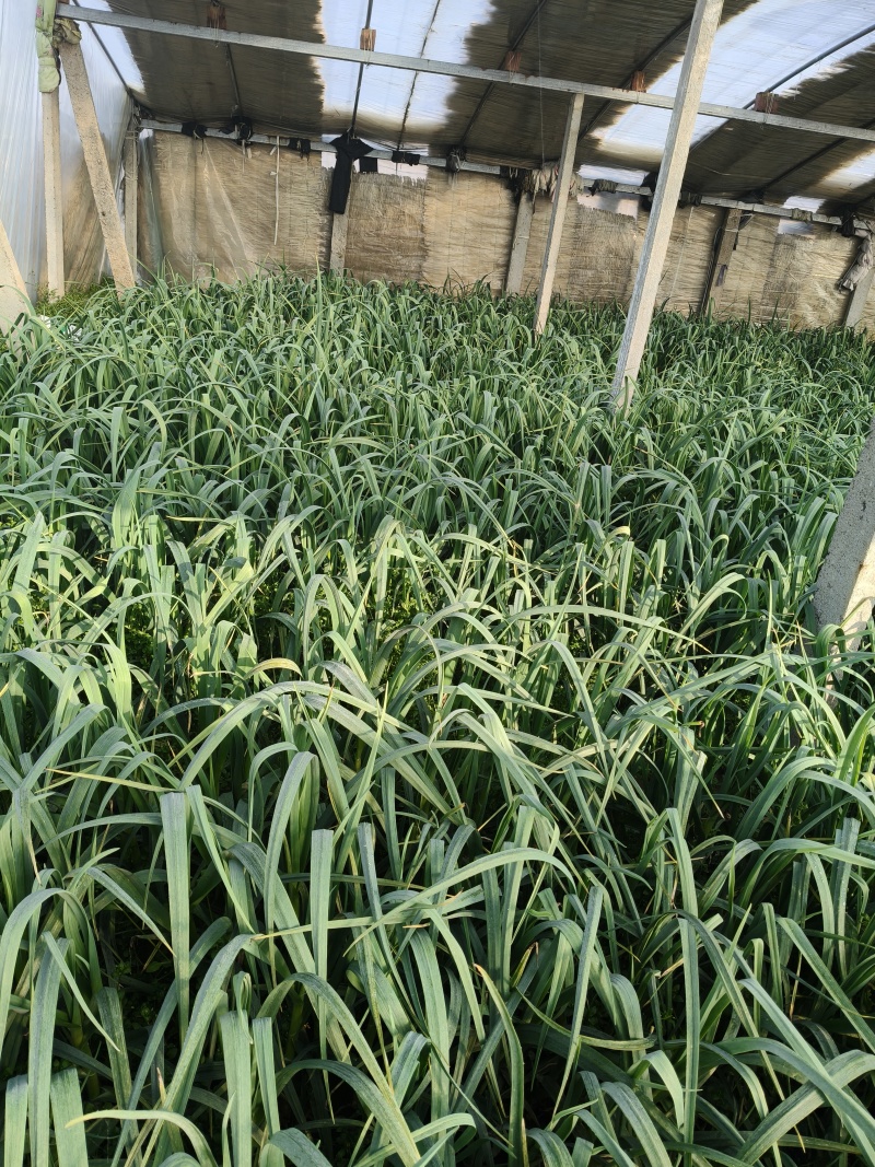 蒜苗红苗通货