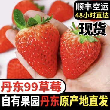 丹东马岗九九草莓