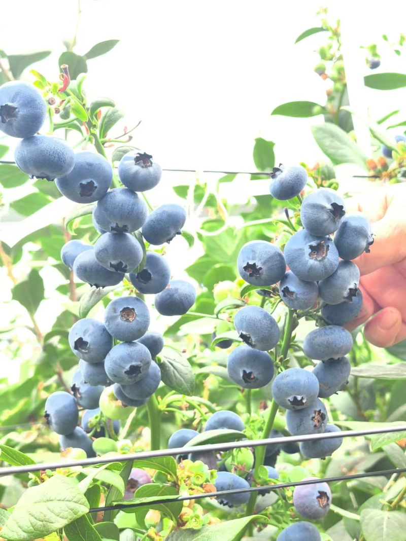 云南基地直供蓝莓，欢迎批发商家咨询采购，根据当时市场价格