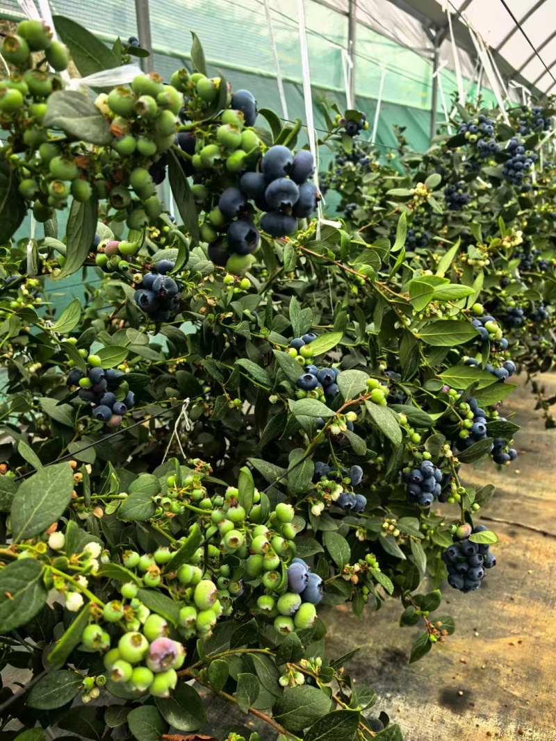 云南基地直供蓝莓，欢迎批发商家咨询采购，根据当时市场价格