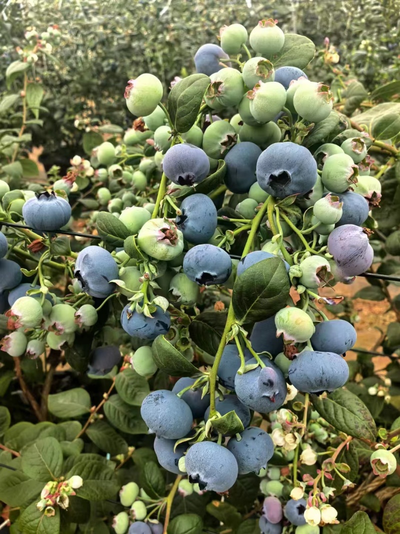 云南基地直供蓝莓，欢迎批发商家咨询采购，根据当时市场价格