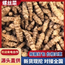 2026年螺丝菜大量上市，庆阳旱地种子，生命力强产量