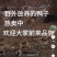 土鸡土鸡蛋，放养鸭，鹅