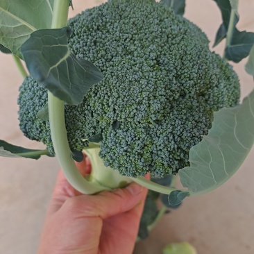 耐寒优秀西兰花，小米粒，大棚种植，菏泽鄄城董口镇