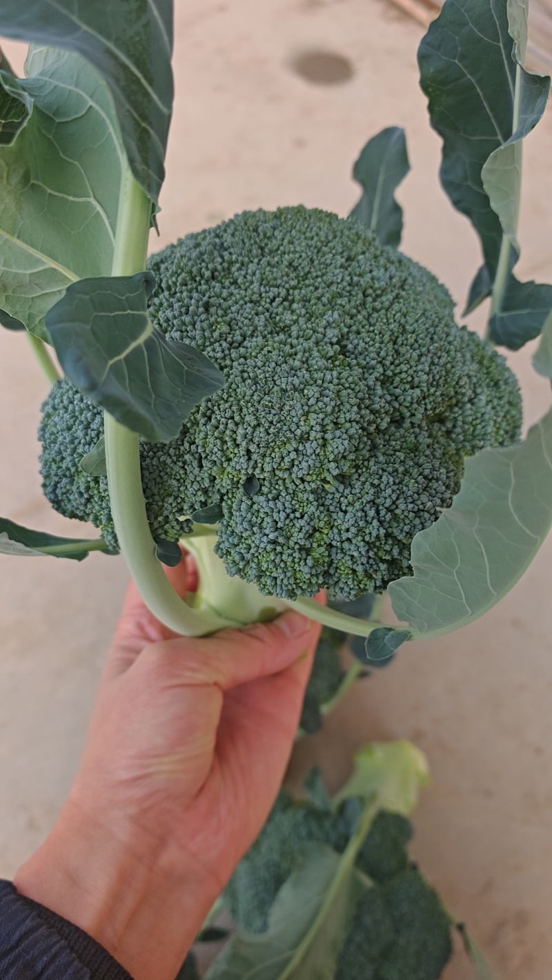 耐寒优秀西兰花，小米粒，大棚种植，菏泽鄄城董口镇