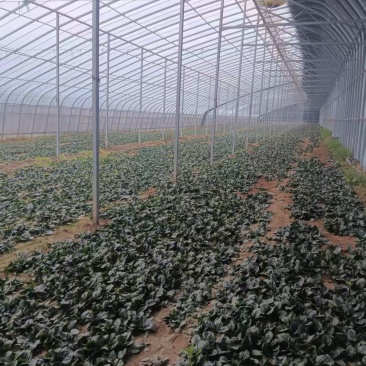 基地趴地菠菜，叶片肥美、量大，可同时供应商超、单位食堂等