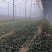 基地趴地菠菜，叶片肥美、量大，可同时供应商超、单位食堂等