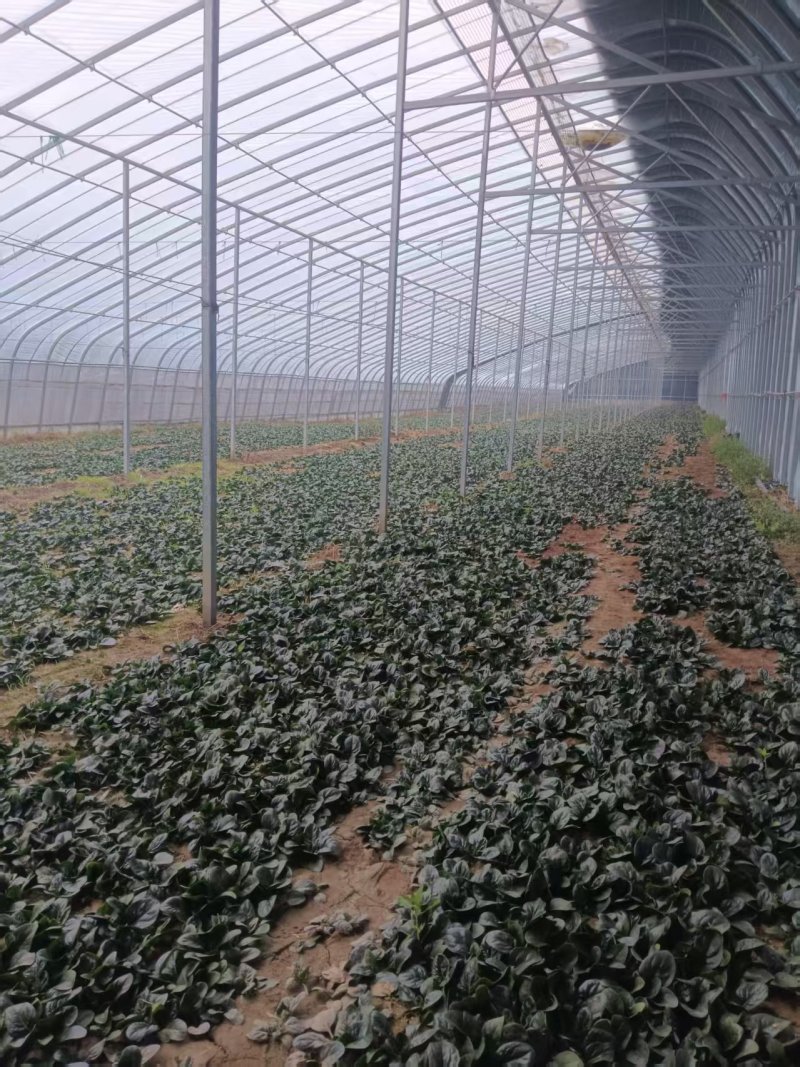 基地趴地菠菜，叶片肥美、量大，可同时供应商超、单位食堂等
