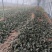 基地趴地菠菜，叶片肥美、量大，可同时供应商超、单位食堂等