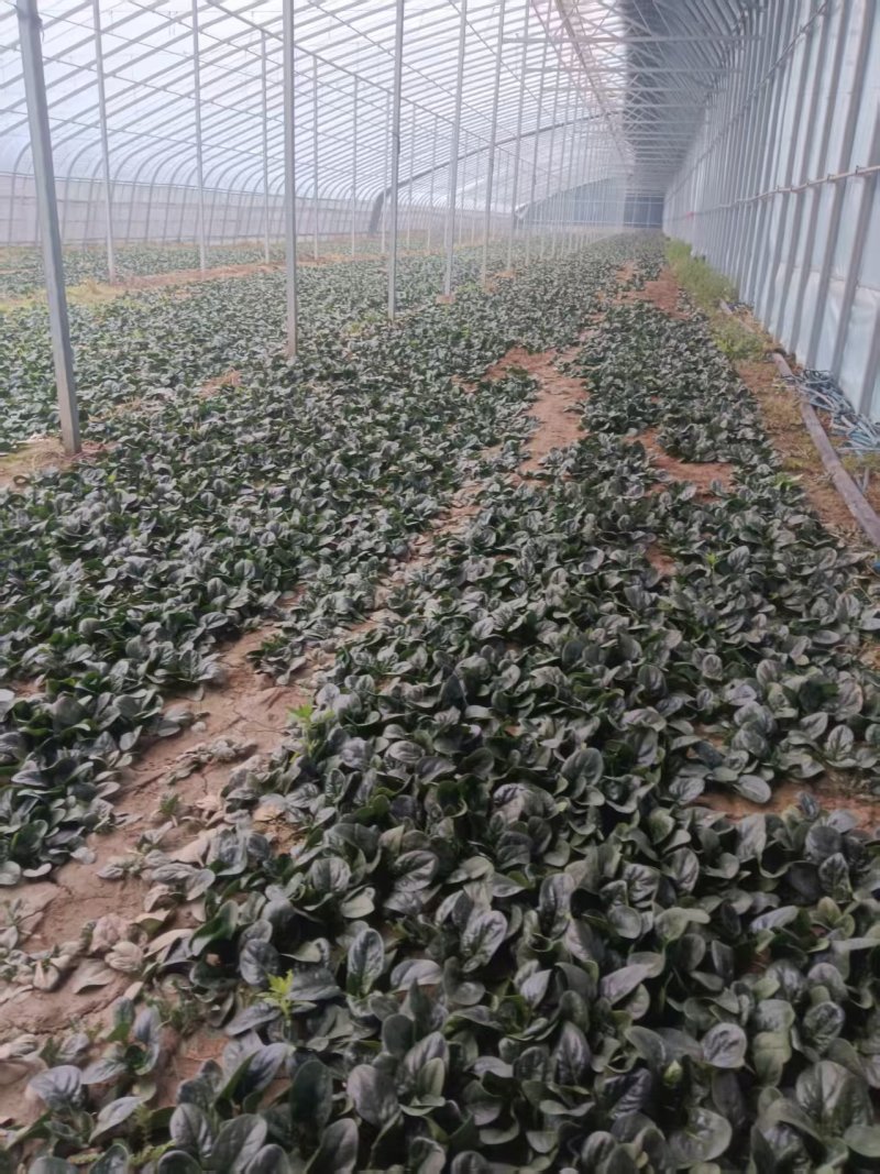基地趴地菠菜，叶片肥美、量大，可同时供应商超、单位食堂等