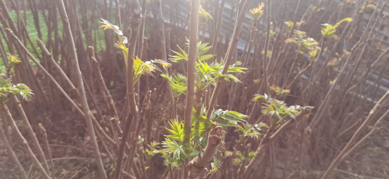 红油香椿