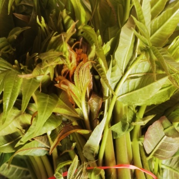 红油香椿