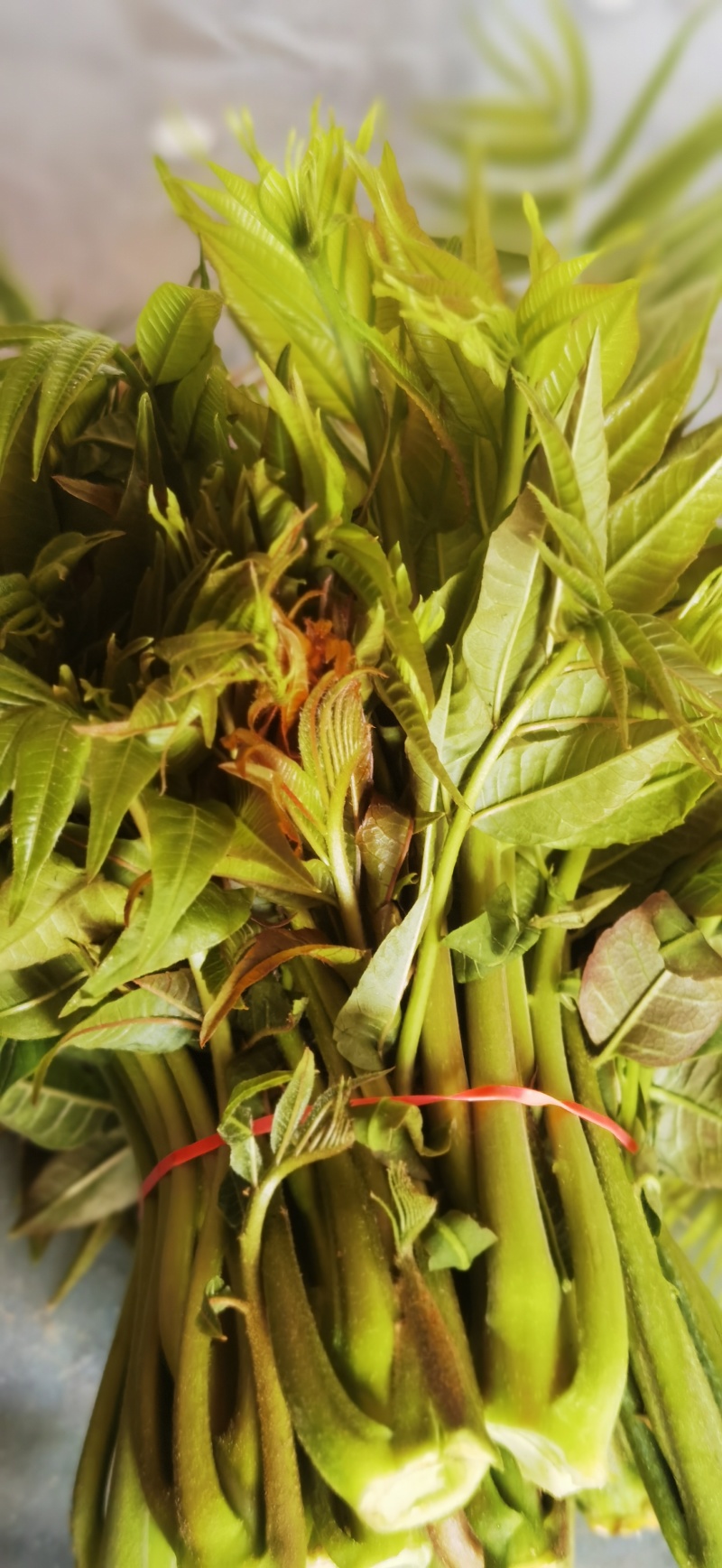 红油香椿