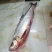 米翘嘴鱼