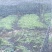 三叶青扦插苗果苗老苗藤条长度15一25公分左右