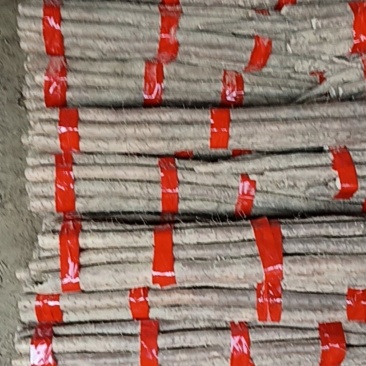 白玉山药567
