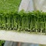 菜芹苗