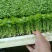 菜芹苗