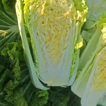 北京三号白菜