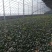 基地种植进口趴地菠菜上市，叶片肥美厚实，可同时供应商超、市场