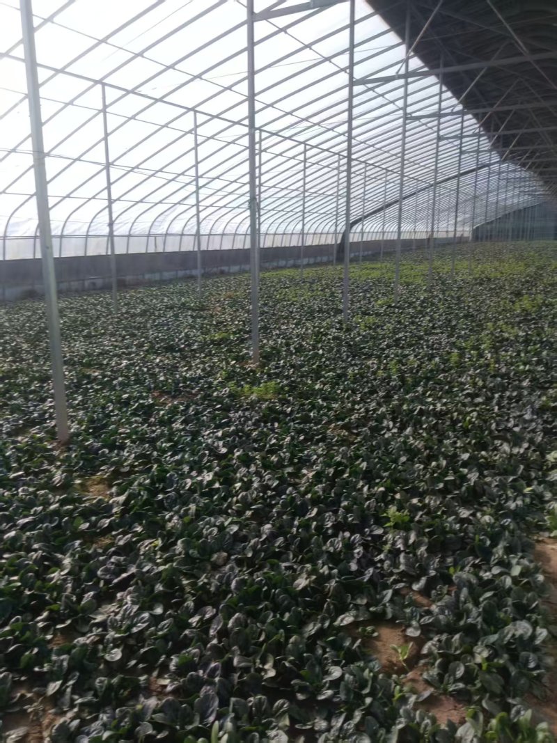 基地种植进口趴地菠菜上市，叶片肥美厚实，可同时供应商超、市场