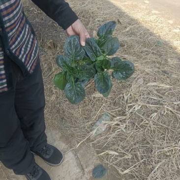 基地种植进口趴地菠菜上市，叶片肥美厚实，可同时供应商超、市场