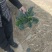 基地种植进口趴地菠菜上市，叶片肥美厚实，可同时供应商超、市场