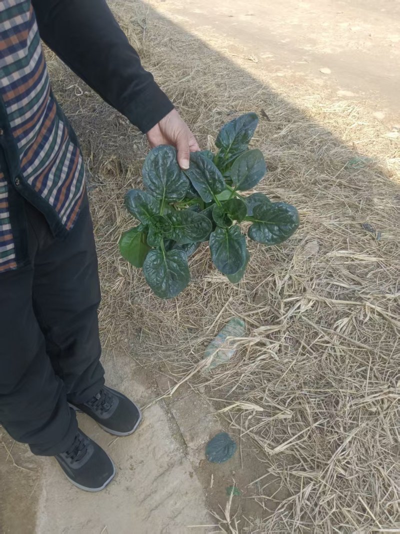 基地种植进口趴地菠菜上市，叶片肥美厚实，可同时供应商超、市场