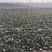 基地种植进口趴地菠菜上市，叶片肥美厚实，可同时供应商超、市场
