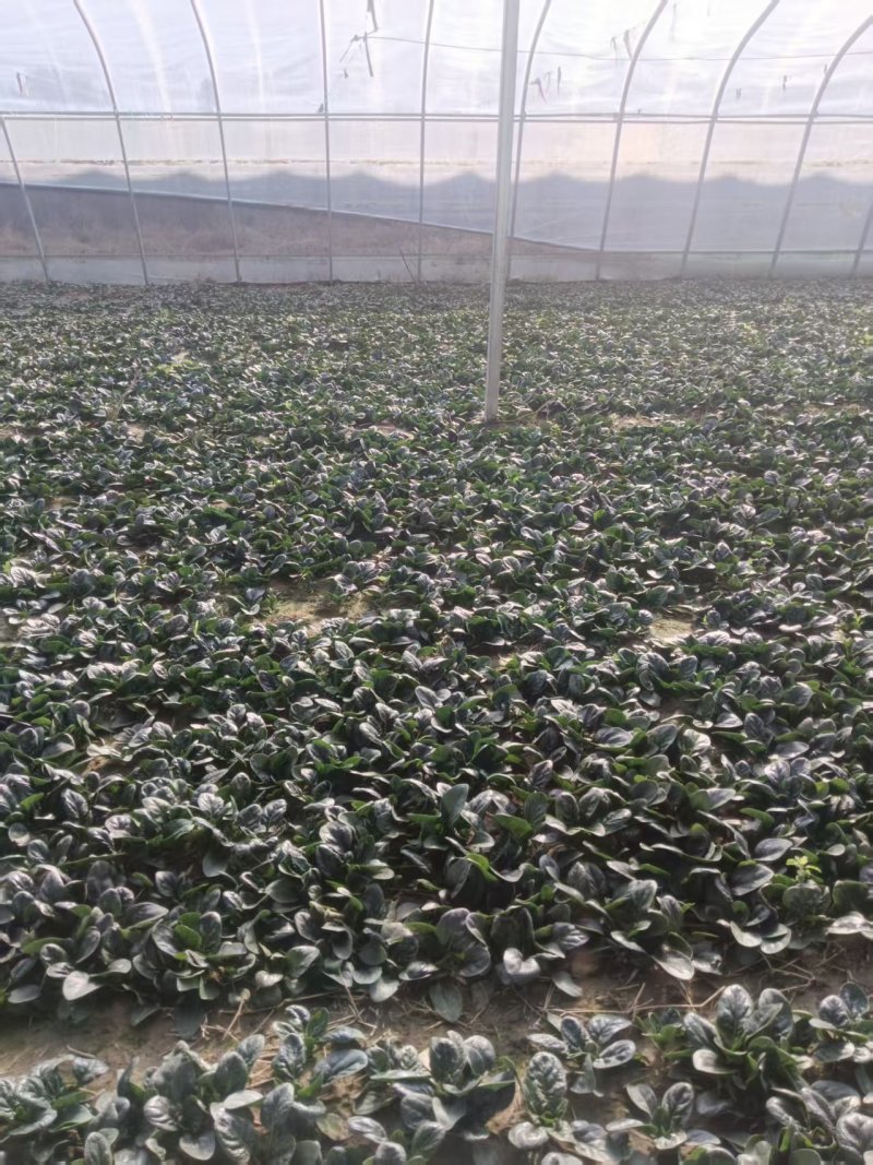 基地种植进口趴地菠菜上市，叶片肥美厚实，可同时供应商超、市场