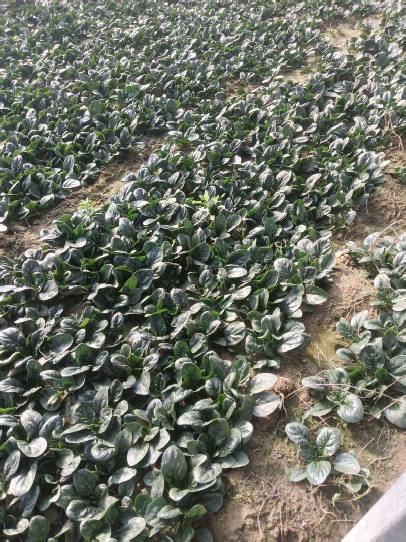 基地种植进口趴地菠菜上市，叶片肥美厚实，可同时供应商超、市场