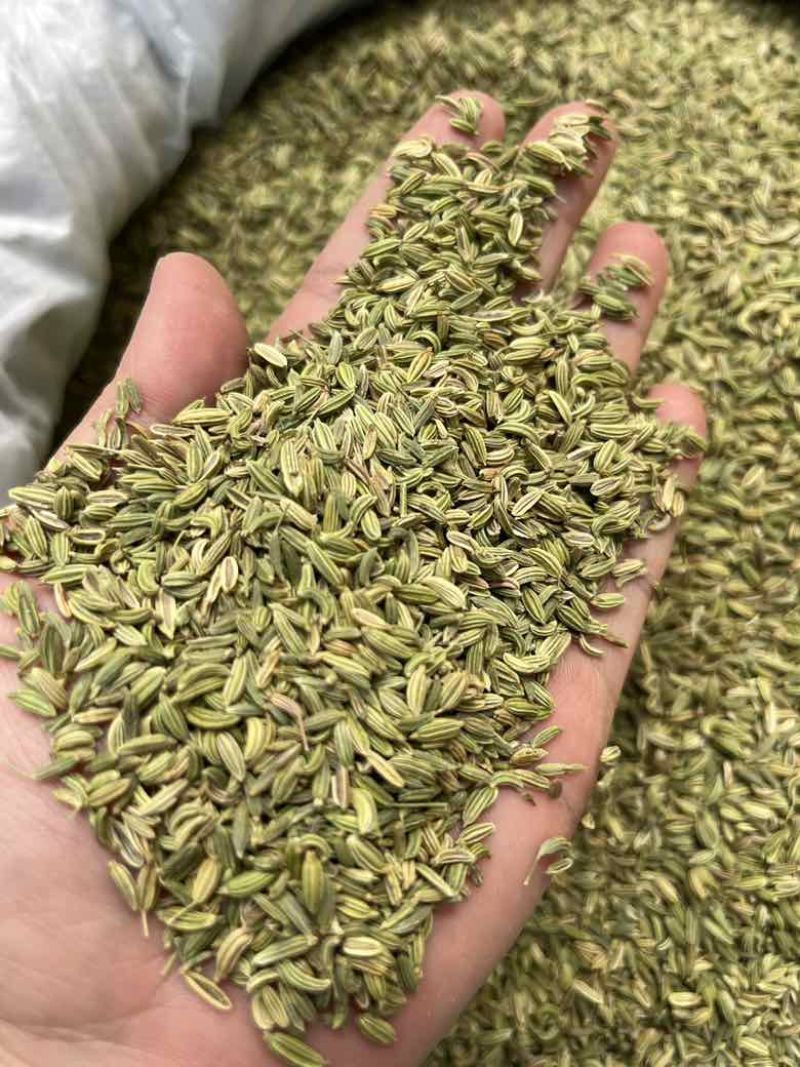批发小茴香国产特绿小茴香量大价优长期供应