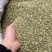 批发小茴香国产特绿小茴香量大价优长期供应