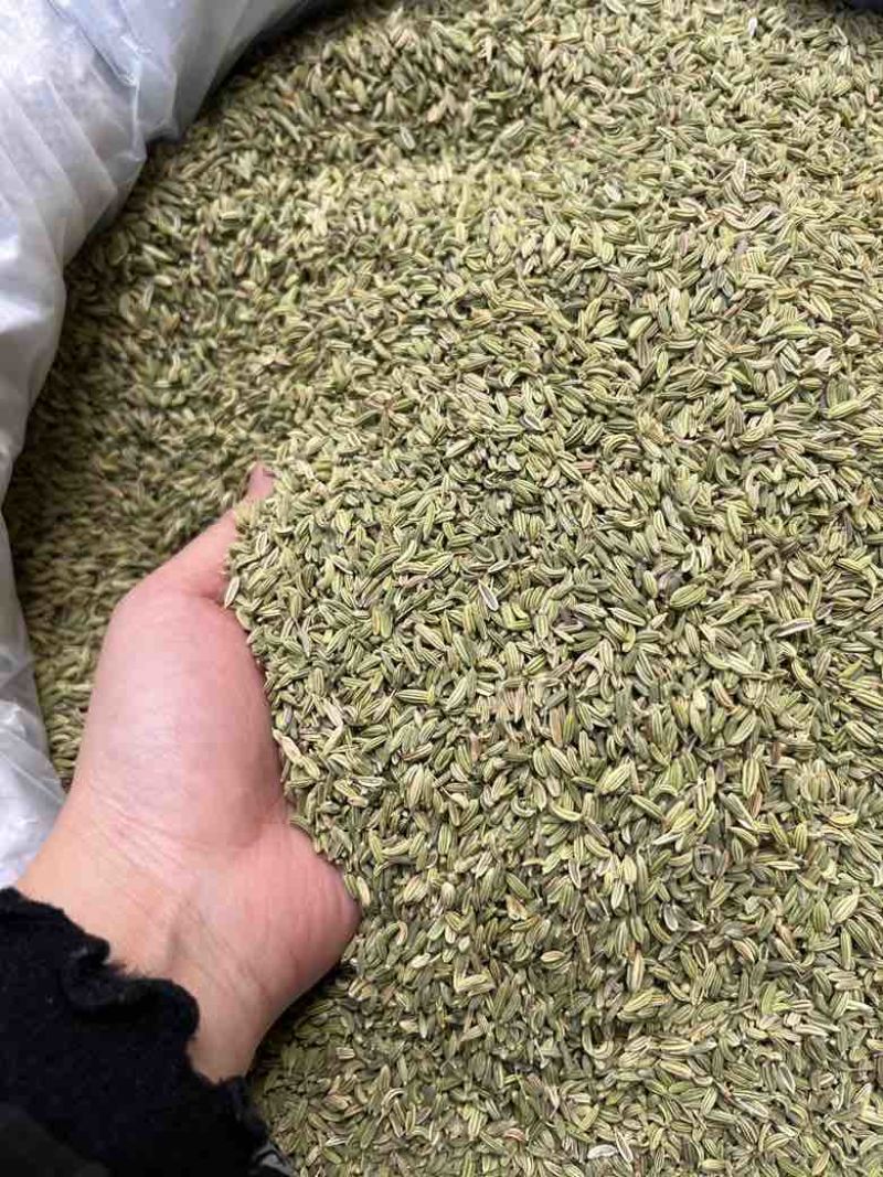 批发小茴香国产特绿小茴香量大价优长期供应