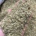 批发小茴香国产特绿小茴香量大价优长期供应