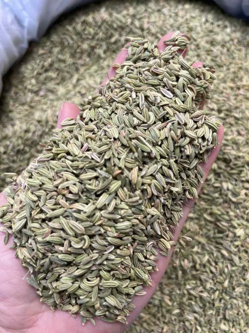 批发小茴香国产特绿小茴香量大价优长期供应