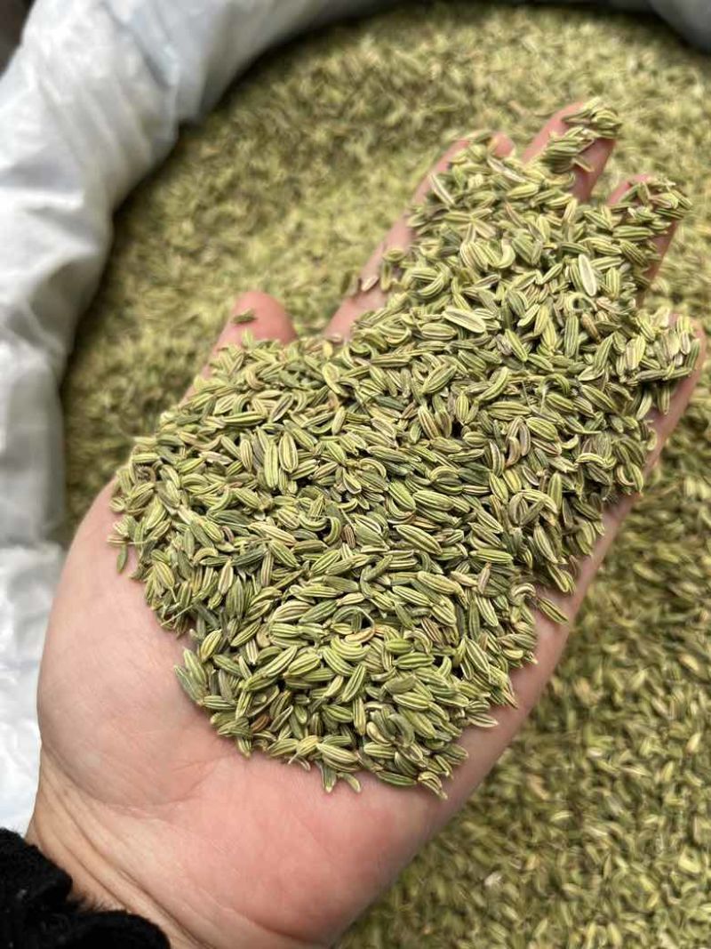 批发小茴香国产特绿小茴香量大价优长期供应