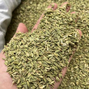 批发小茴香国产特绿小茴香量大价优长期供应