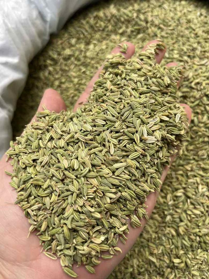 批发小茴香国产特绿小茴香量大价优长期供应