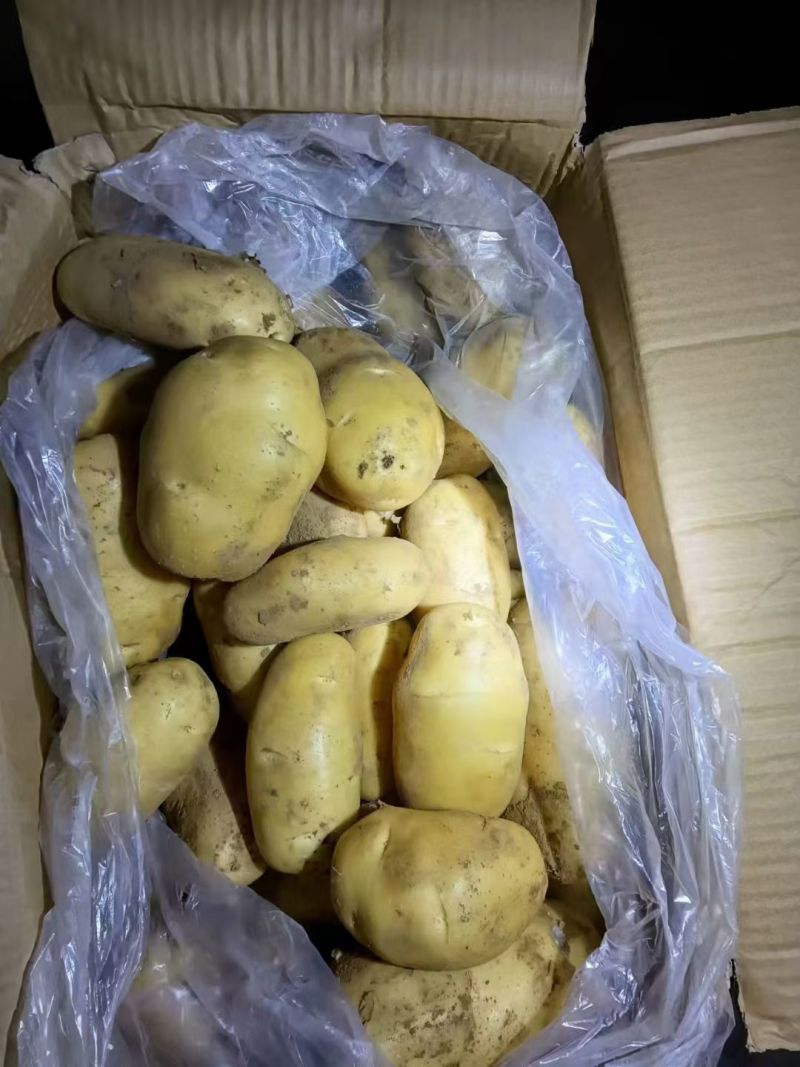 山东冷库土豆
