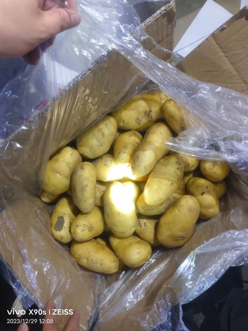 山东冷库土豆