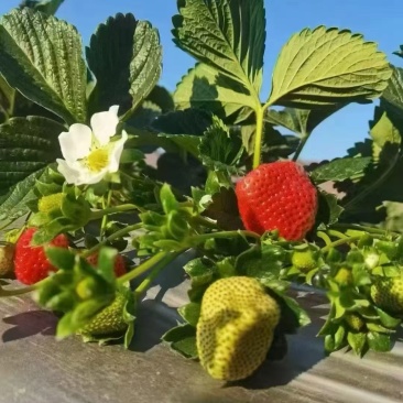 草莓