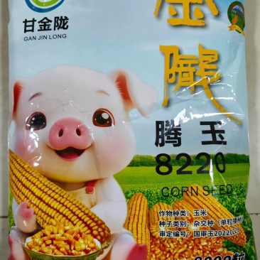 玉米种子