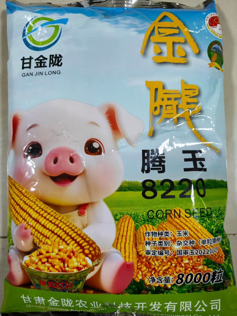玉米种子
